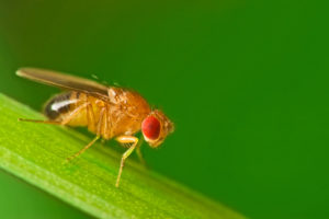 flies fruit fly Male,Common,Fruit,Fly,(drosophila,Melanogaster),Sitting,On,A,Blade