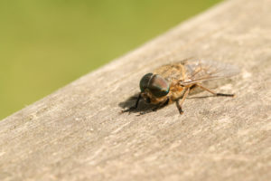 flies horse fly A,Hunting,Narrow-winged,Horsefly,(tabanus,Maculicornis),Perching,On,A,Wooden