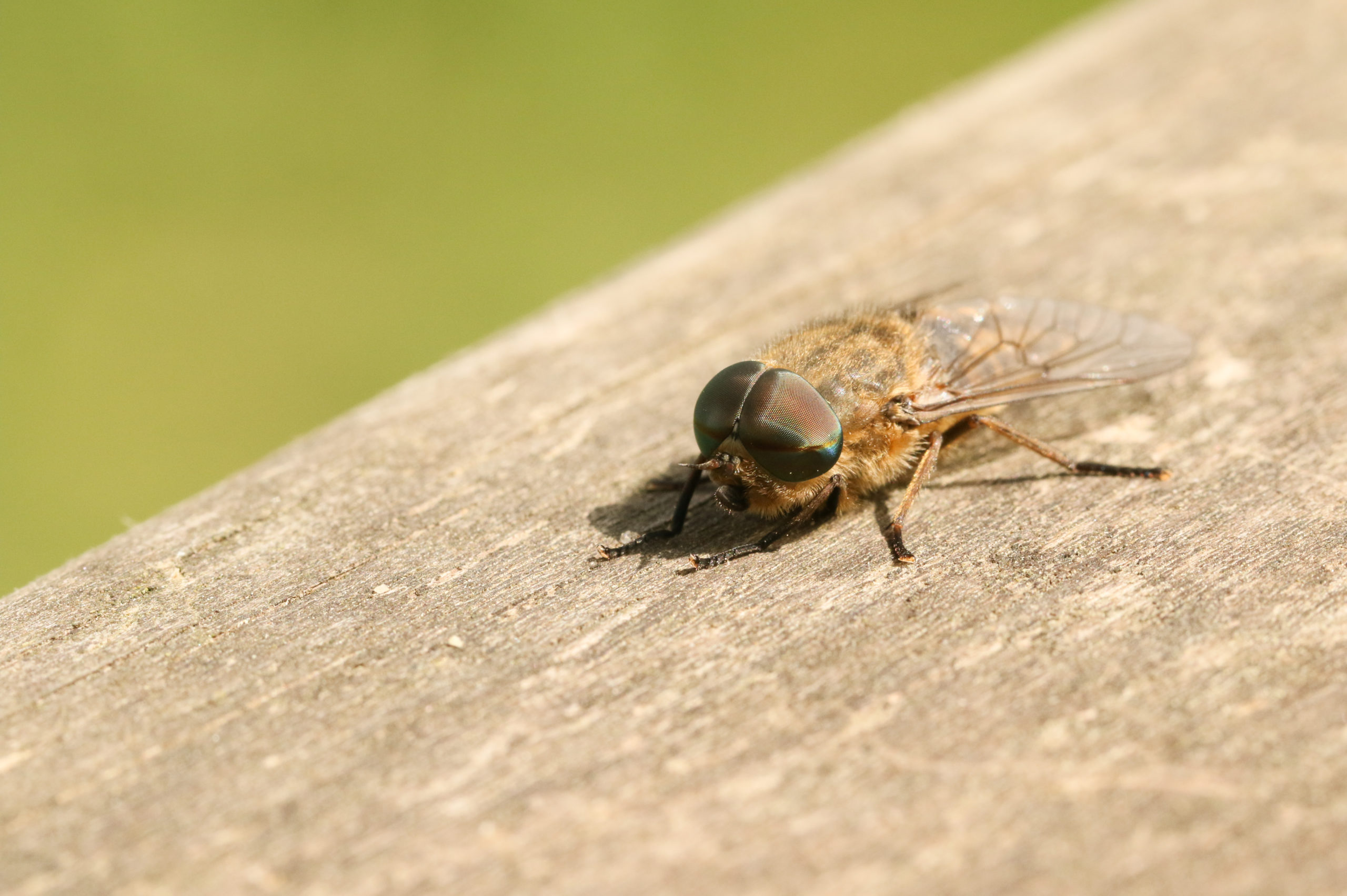 flies horse fly scaled The 4 Most Common Pesky Flies