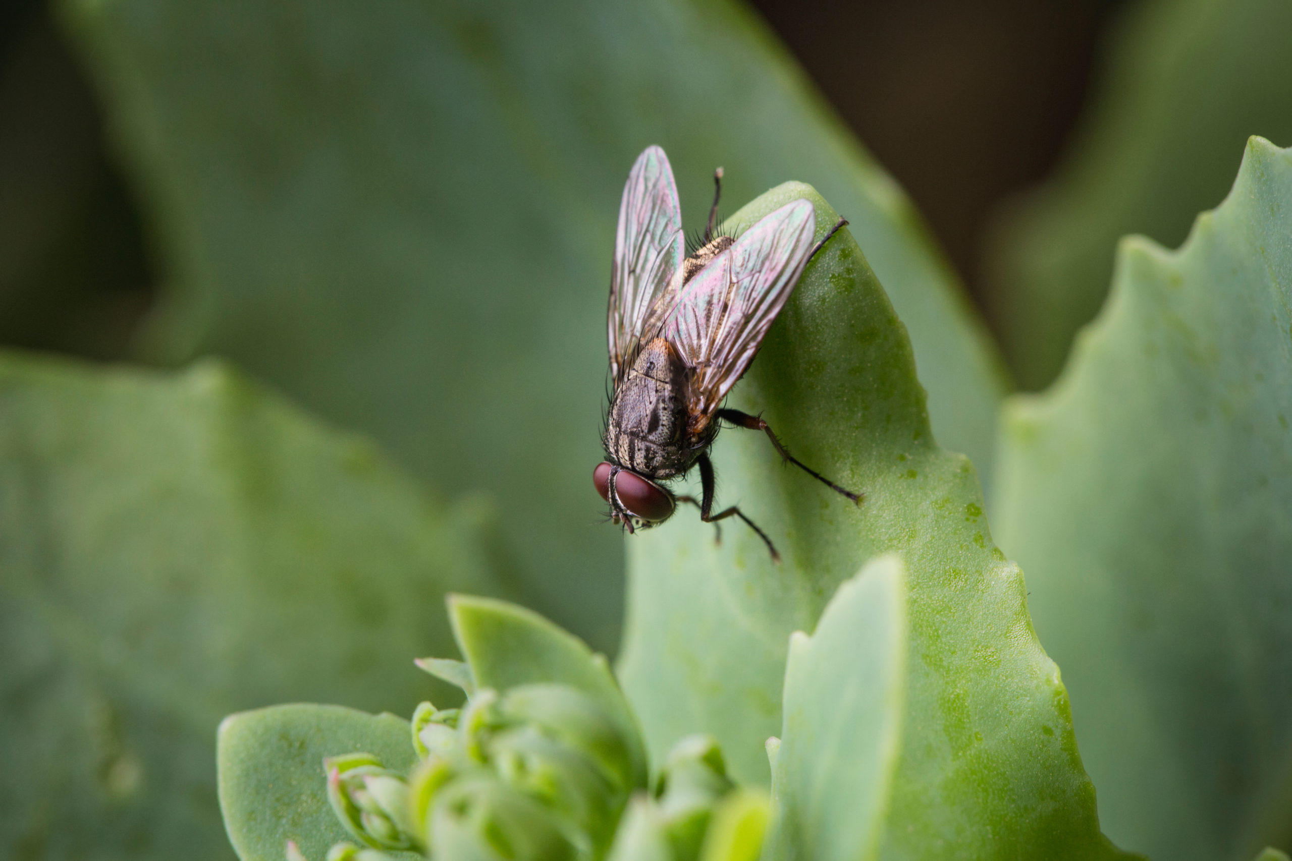 flies house fly scaled The 4 Most Common Pesky Flies