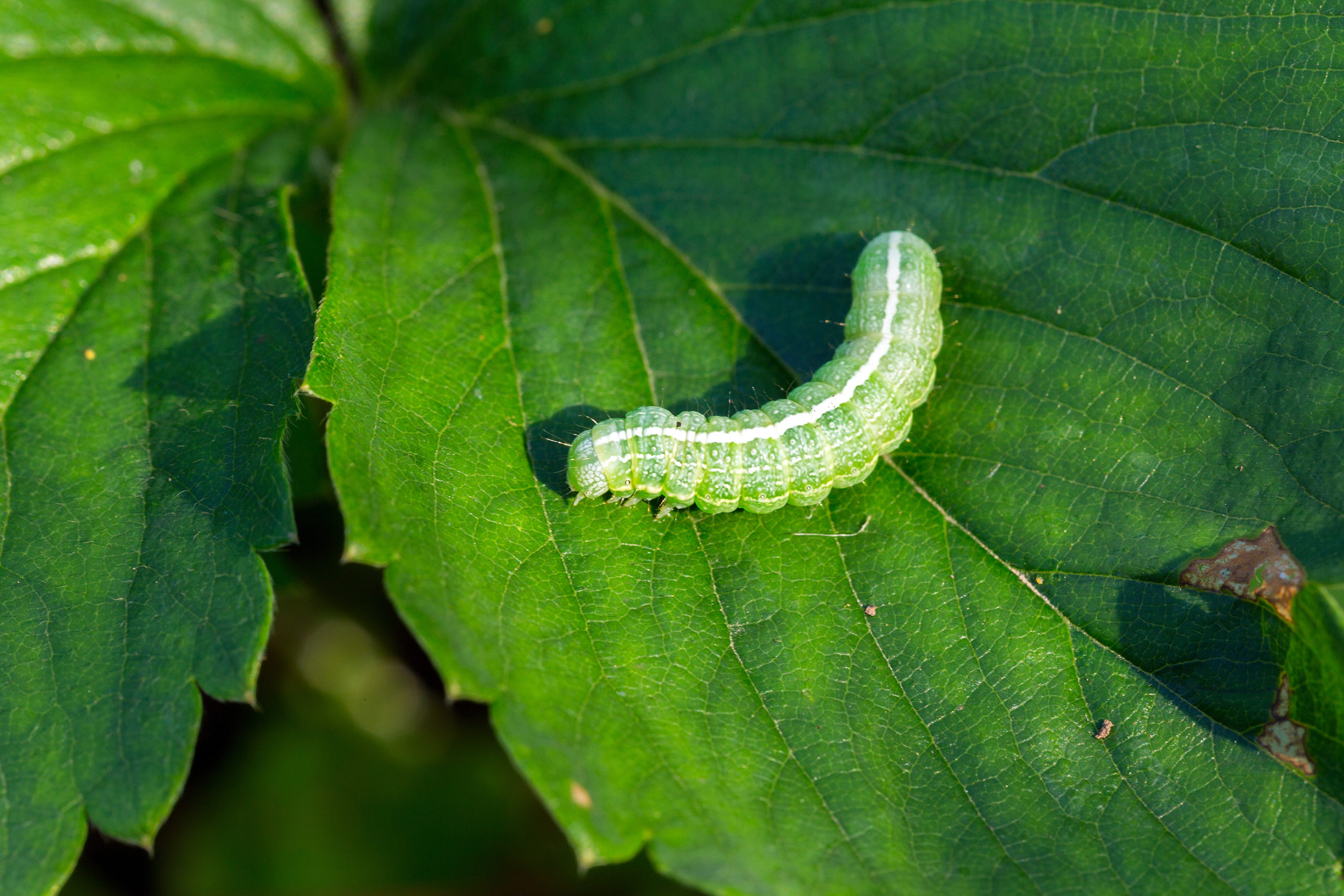 green caterpillar scaled Combative “Harmless” Insects vs. Easygoing “Scary” Insects