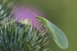 painful lacewing A,Beautiful,Lacewing,(chrysopidae),Sits,On,A,Grass,Stalk,On