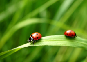 painful ladybug Two,Seven-spotted,Ladybugs,On,A,Blade,Of,Grass