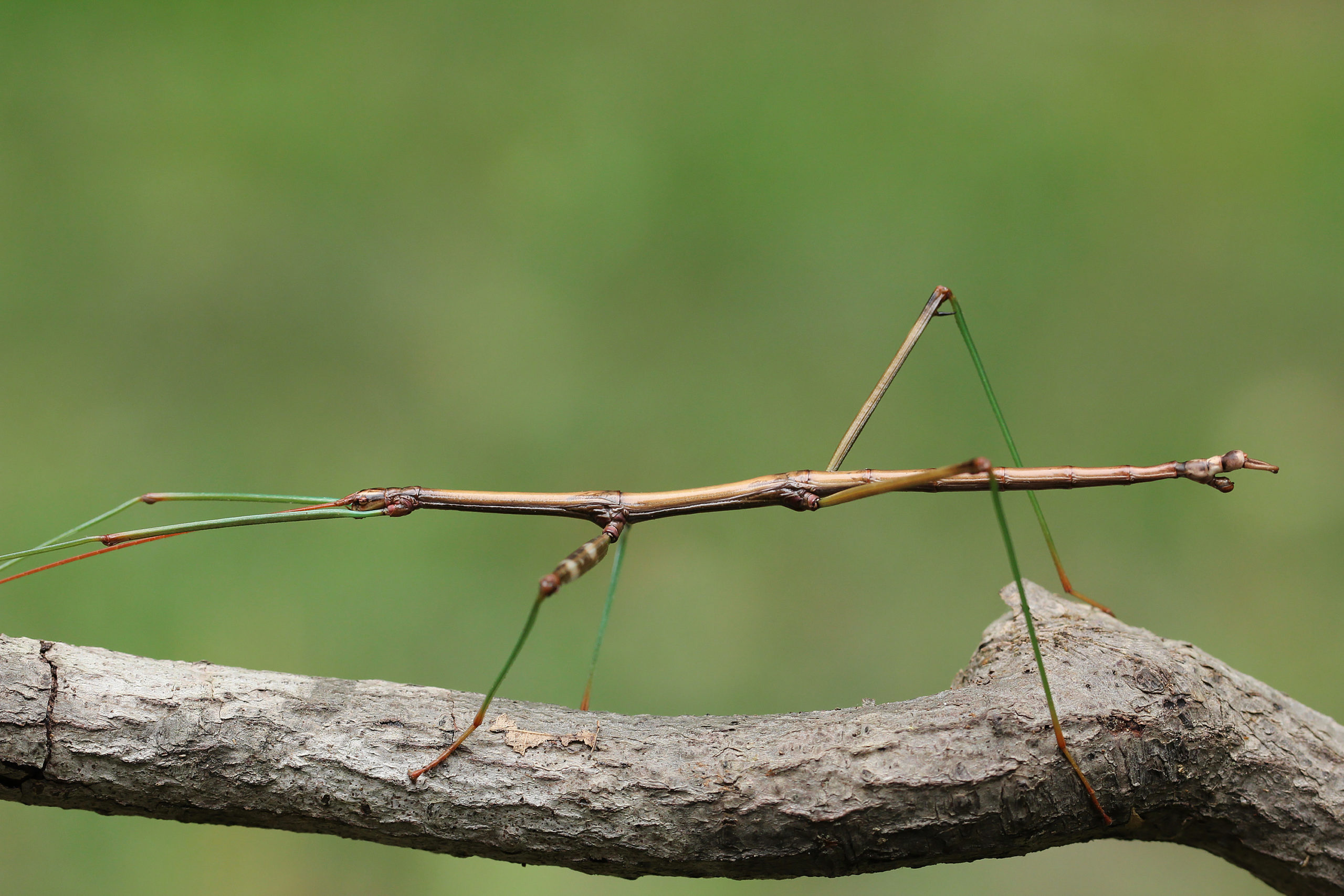 painful walking stick scaled Combative “Harmless” Insects vs. Easygoing “Scary” Insects