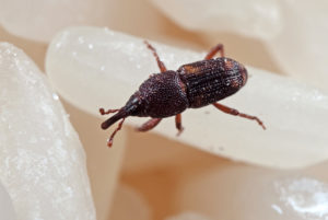 painful weevil Macro,Photography,Of,Rice,Weevil,Or,Sitophilus,Oryzae,On,Raw