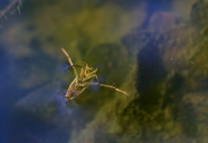 pool pests back swimmer 2 Backswimmer,Insect,Floating,In,Pond