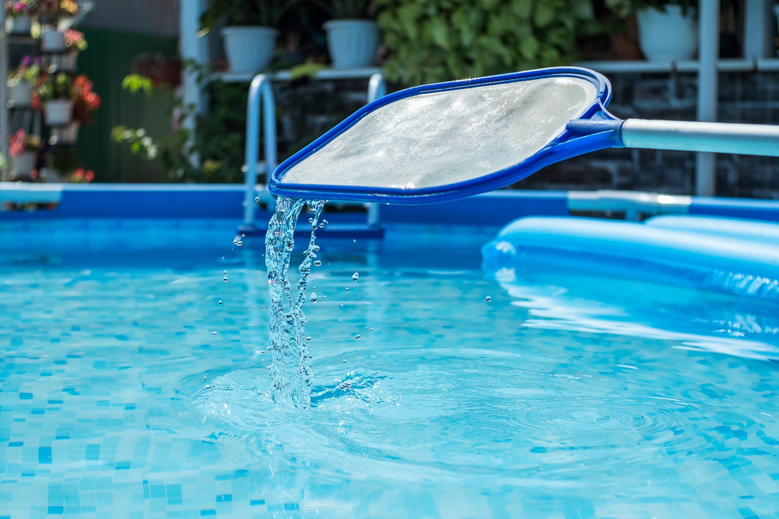 pool pests cover scaled 6 Common Pool Pests that Prevent You From Having Fun in the Sun