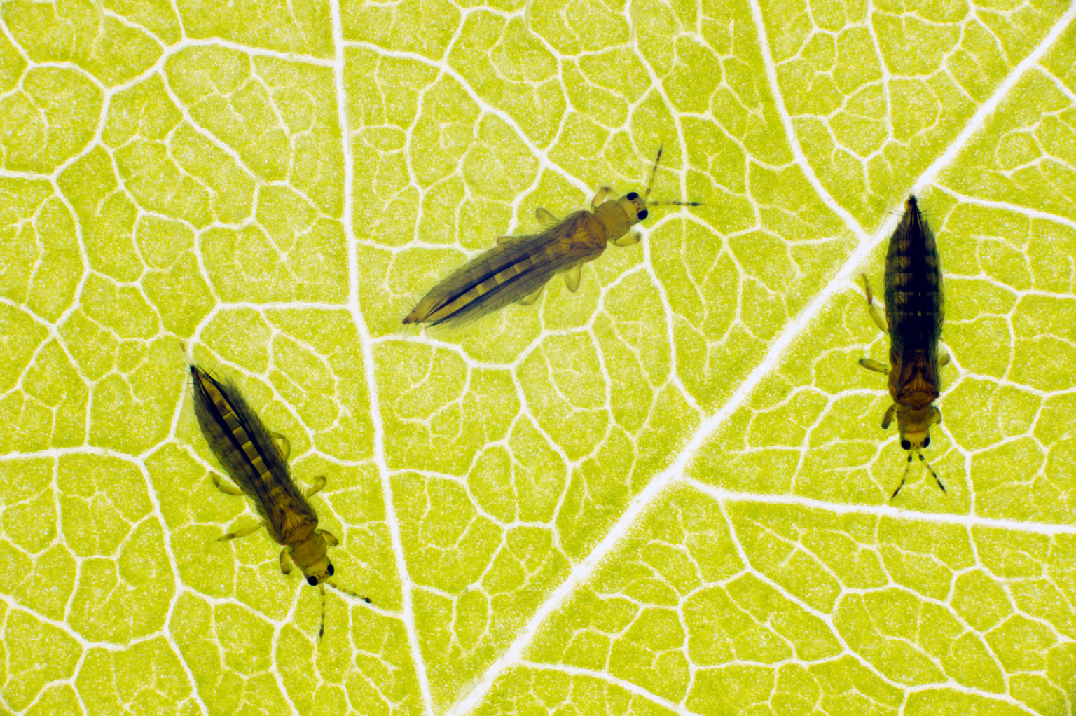 Thrips,,Thrips,Tabaci,(order,Thysanoptera).,It,Is,Important,Pest Pointe Pest Control Chicago