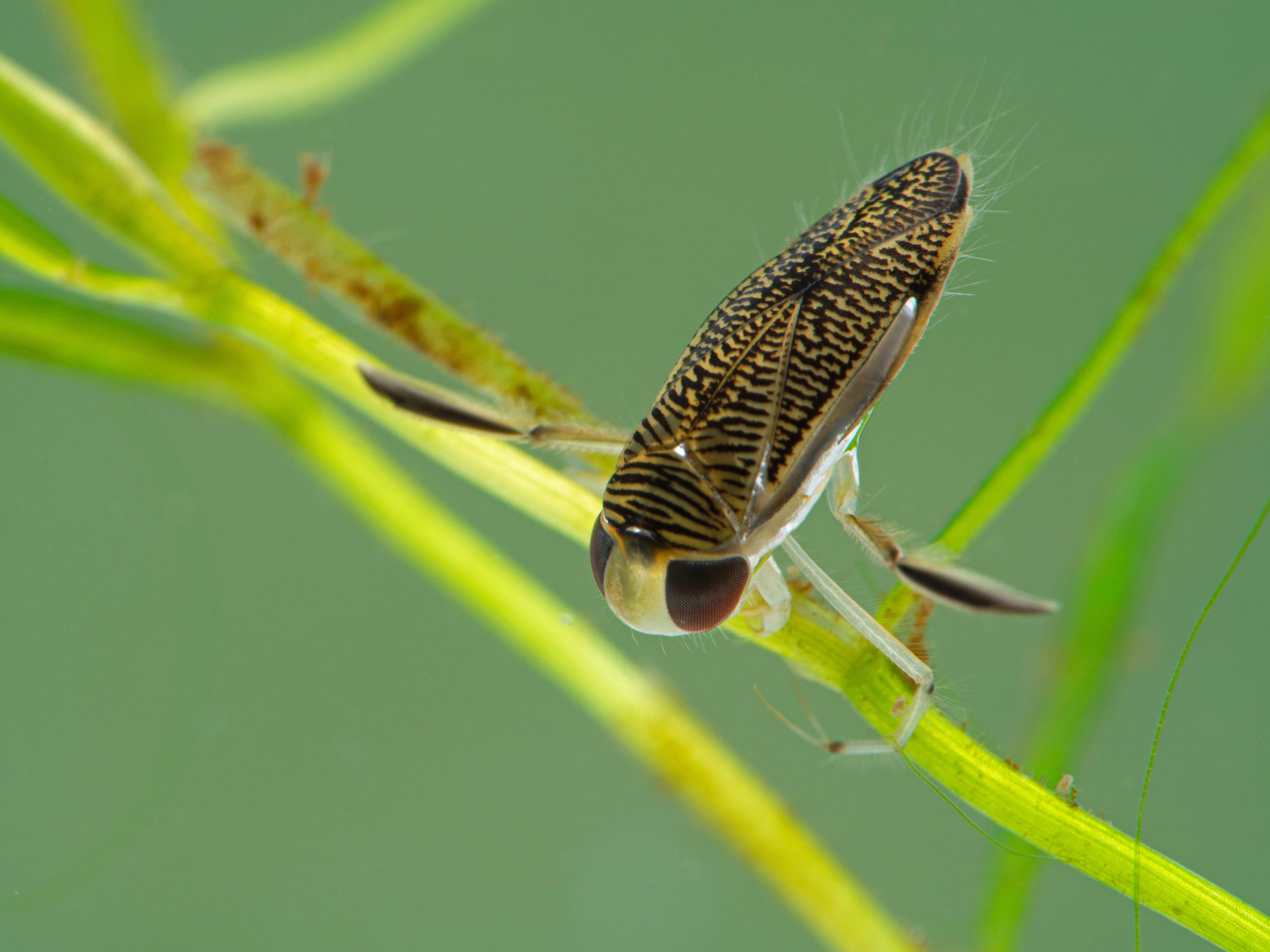 pool pests water boatmen scaled 6 Common Pool Pests that Prevent You From Having Fun in the Sun