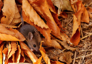preventative season new pests The,Deer,Mouse(peromyscus,Maniculatus),Is,Rodent,,Common,Most,Species,Often