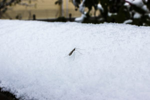 preventative seasons The,Mosquito,In,The,Winter,In,The,Snow