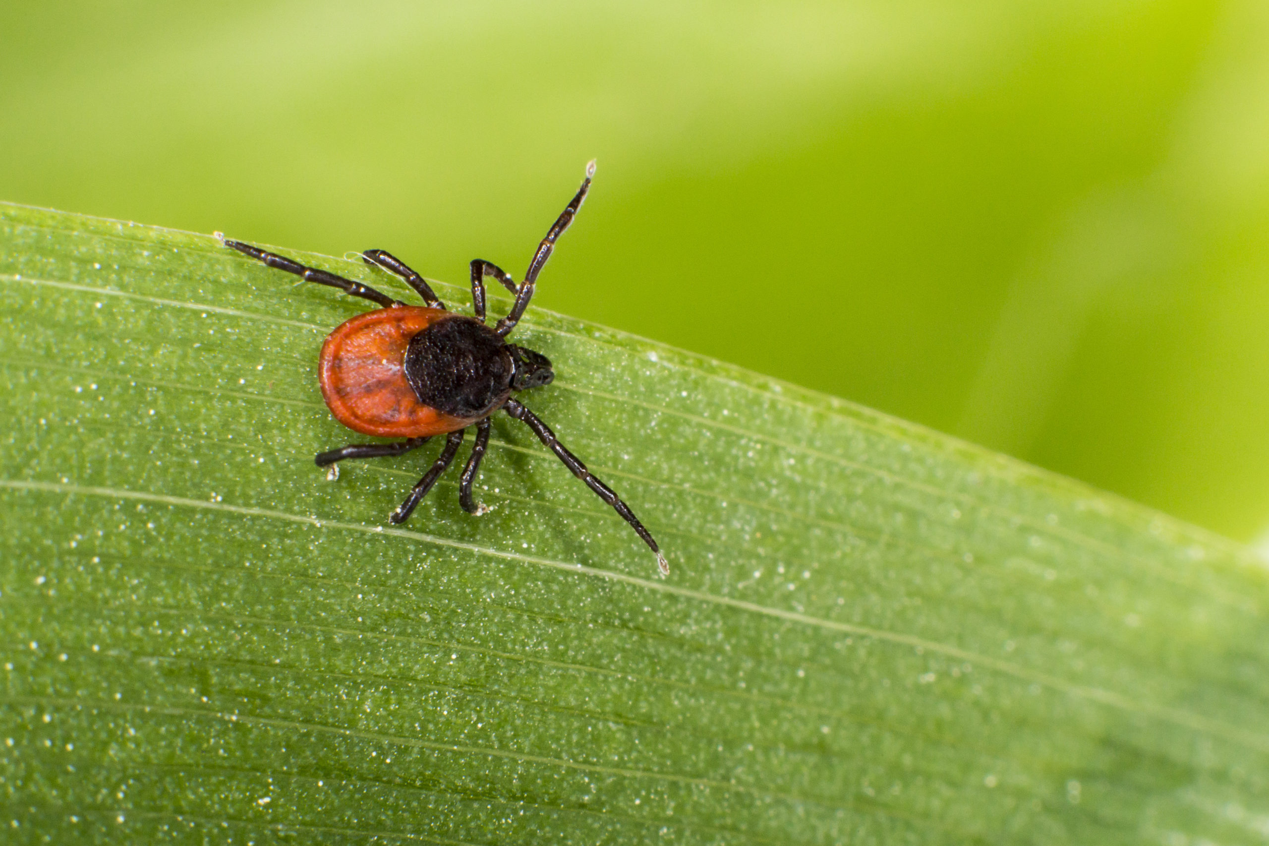 tick even do scaled The Troublesome Lives of Ticks