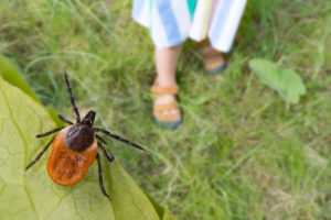 tick risk Dangerous,Deer,Tick,And,Small,Child,Legs,In,Summer,Shoes