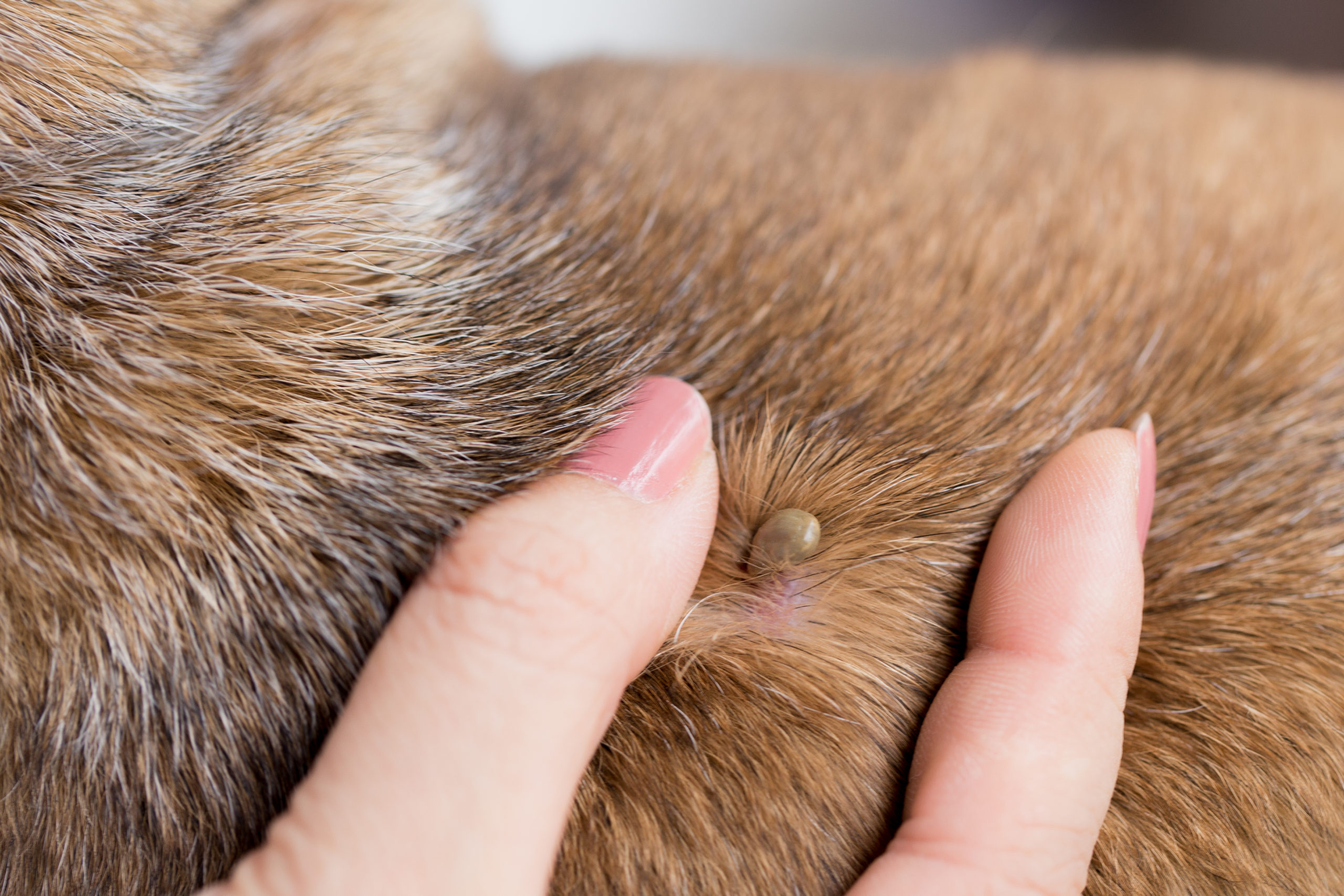 tick transfer scaled The Troublesome Lives of Ticks