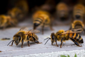 walls honey bees Honey,Bees,At,Coming,And,Going,At,The,Hive