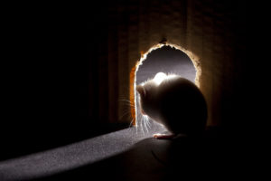 walls mice Mouse,Looking,Out,Of,Hole,,Interior,Point,Of,View