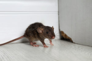 walls rats Grey,Rat,Near,Wooden,Wall,On,Floor.,Pest,Control
