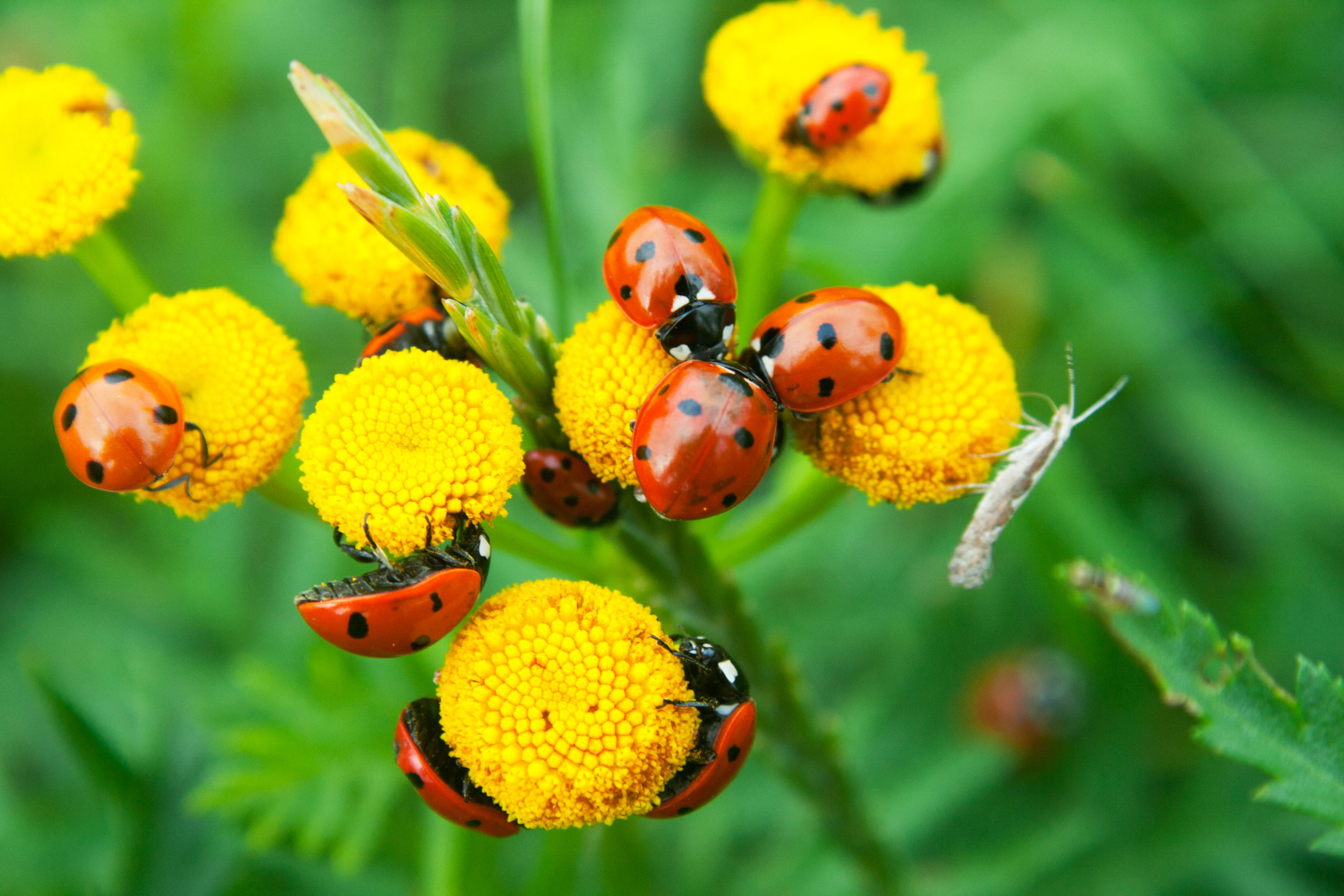 beneficial pest cover scaled Beneficial Insects vs. Pests: What’s the Actual Difference?
