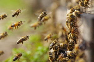 beneficial pest moderation Close,Up,Of,Bees,Flying,Near,The,Hive