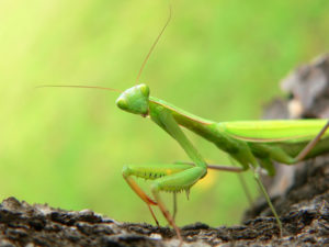 beneficial pest popular Praying,Mantis,-,Mantis,Religiosa