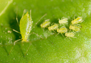 beneficial pests do Small,Aphid,On,A,Green,Leaf,In,The,Open,Air