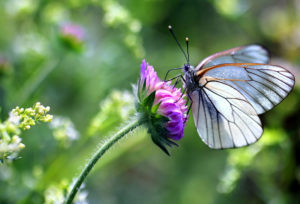 d vs b butterfly feast Black-veined,White,Butterfly,,Aporia,Crataegi,-,Perfect,Macro,Details