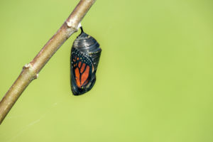 d vs b butterfly life Monarch,Butterfly,Chrysalis,Hanging,On,Milkweed,Branch.,Natural,Green,Background
