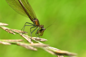 d vs b dragonfly beneficial Dragonfly,Hunting,For,Mosquito,And,Eating,A,Fly