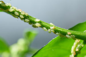 garden pests aphids Insect,Pests,,Aphid,,On,The,Shoots,And,Fruits,Of,Plants,