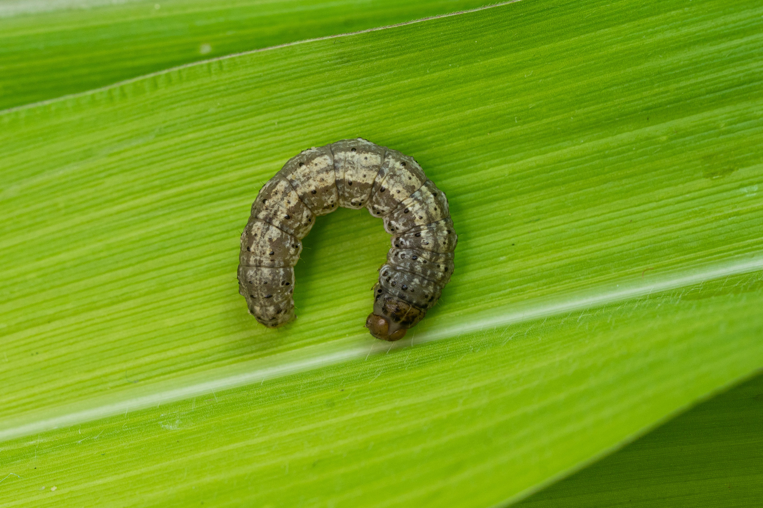 garden pests cutworm scaled Garden Menaces: 6 Garden Pests and Prevention Methods