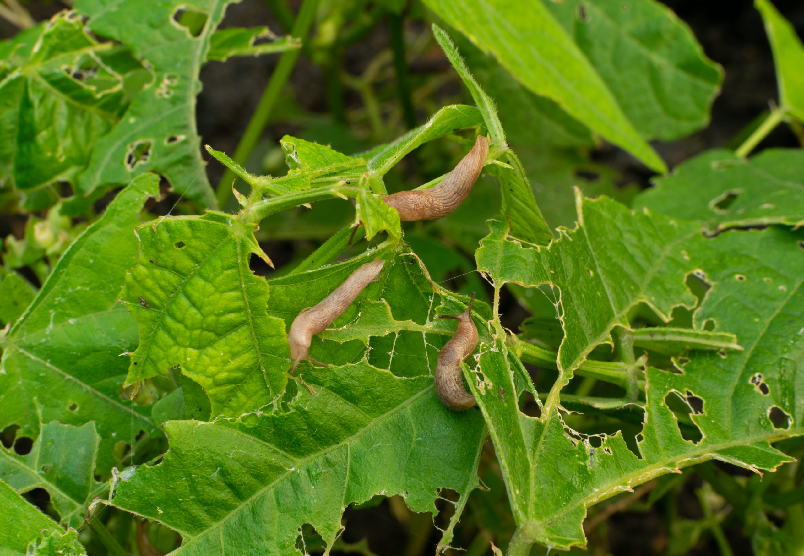 garden pests slugs scaled Garden Menaces: 6 Garden Pests and Prevention Methods