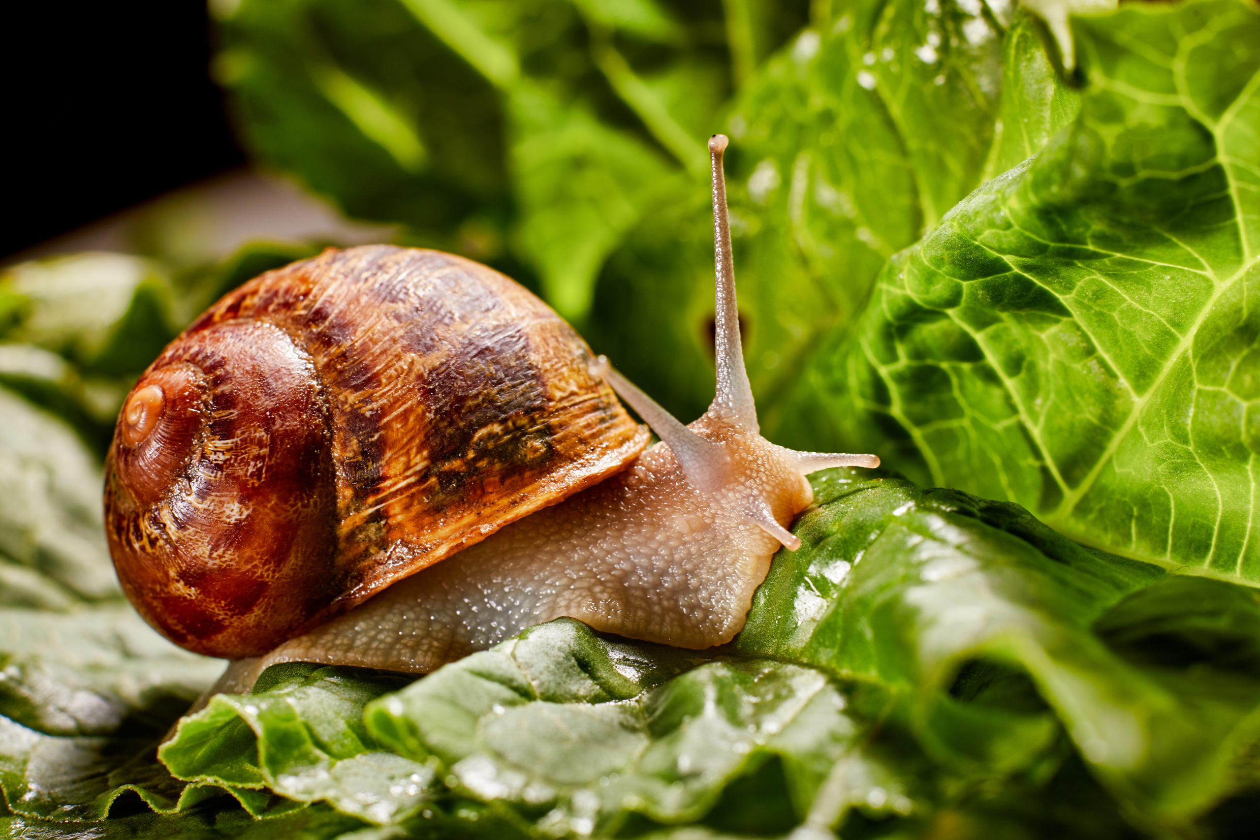 garden pests snail scaled Garden Menaces: 6 Garden Pests and Prevention Methods