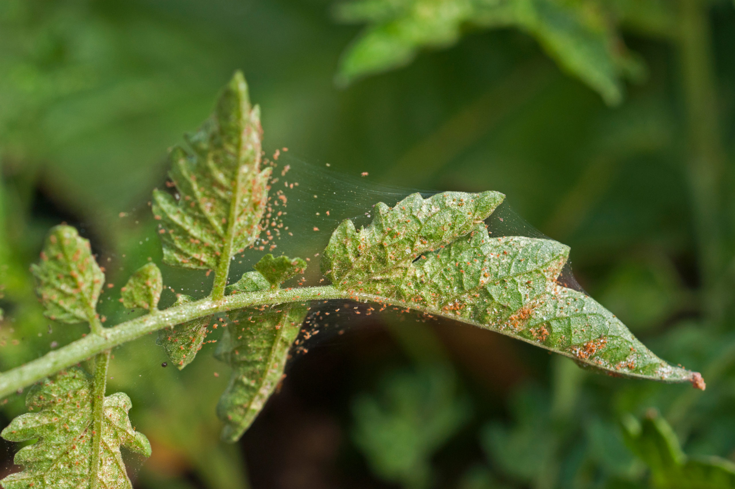 garden pests spider mite scaled Garden Menaces: 6 Garden Pests and Prevention Methods