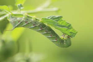 garden pests tomato worm Green,Tomato,Caterpillar,Hornwarm