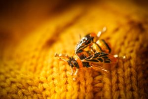 jewelry deeper meaning Brooch,Jewelry,Insect,Breaks,On,A,Yellow,Knitted,Sweater,,An