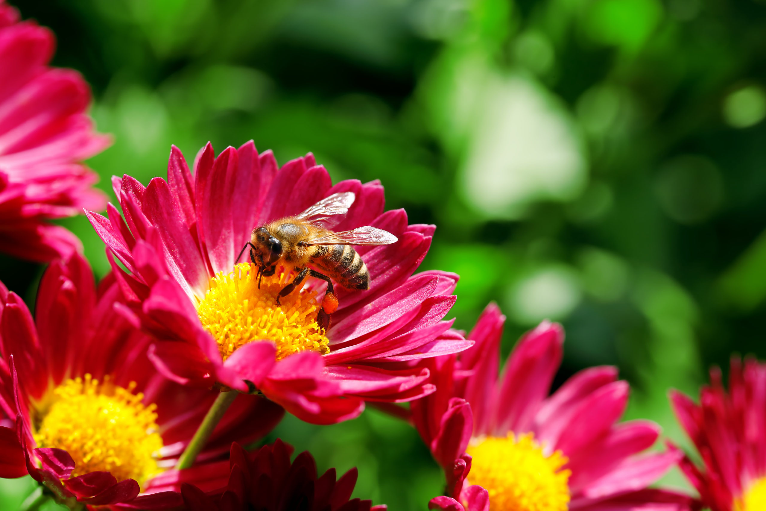 superstition bee scaled The Luck of the Pest: Common Superstitions About 5 Backyard Creatures