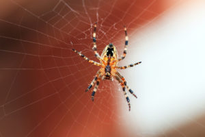 superstition spider Close,Up,On,The,Underside,Of,A,Common,English,Garden