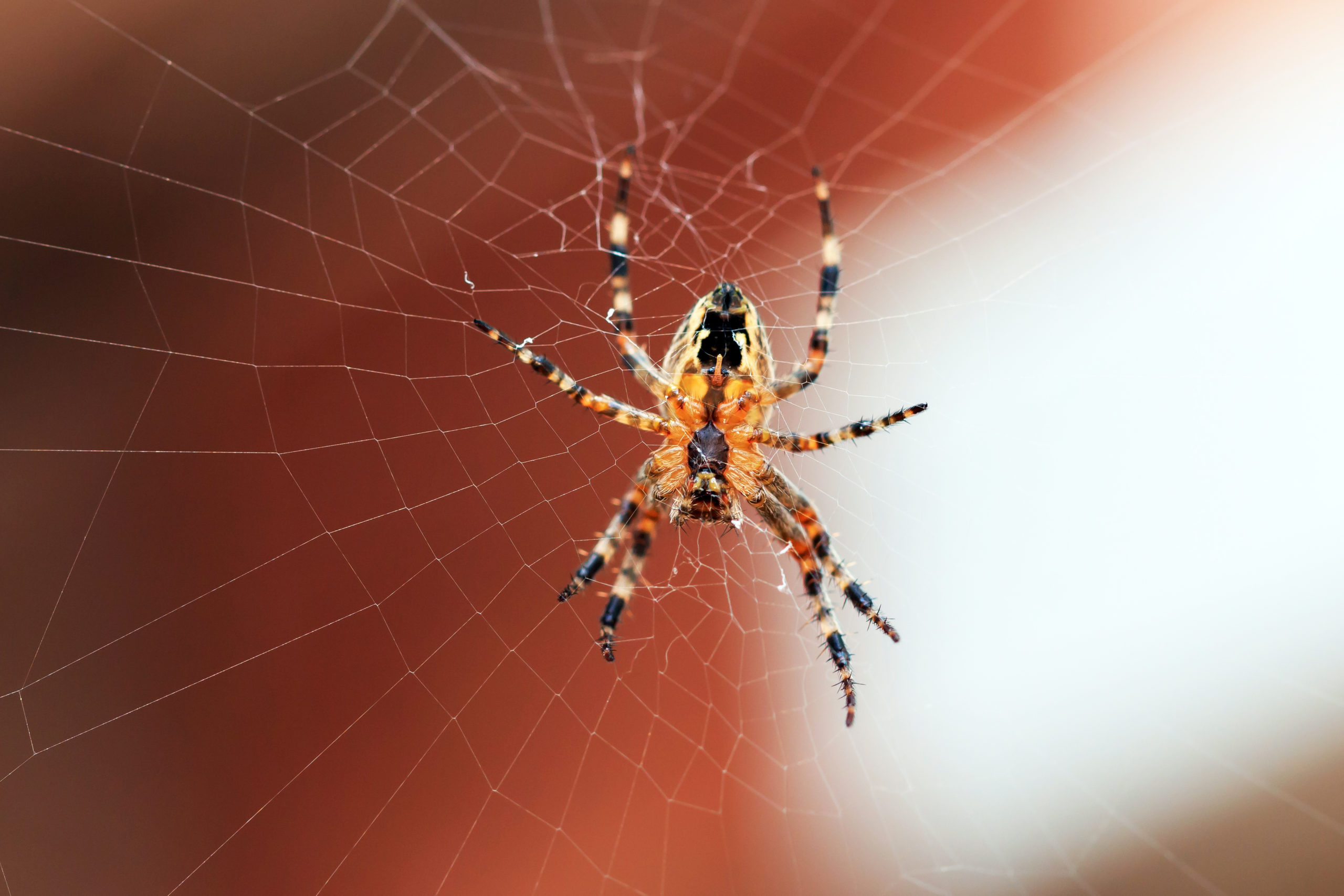 superstition spider scaled The Luck of the Pest: Common Superstitions About 5 Backyard Creatures