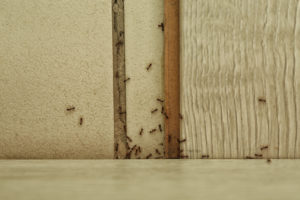whats bugging ants Many,Black,Ants,On,Floor,At,Home,,Top,View.,Pest