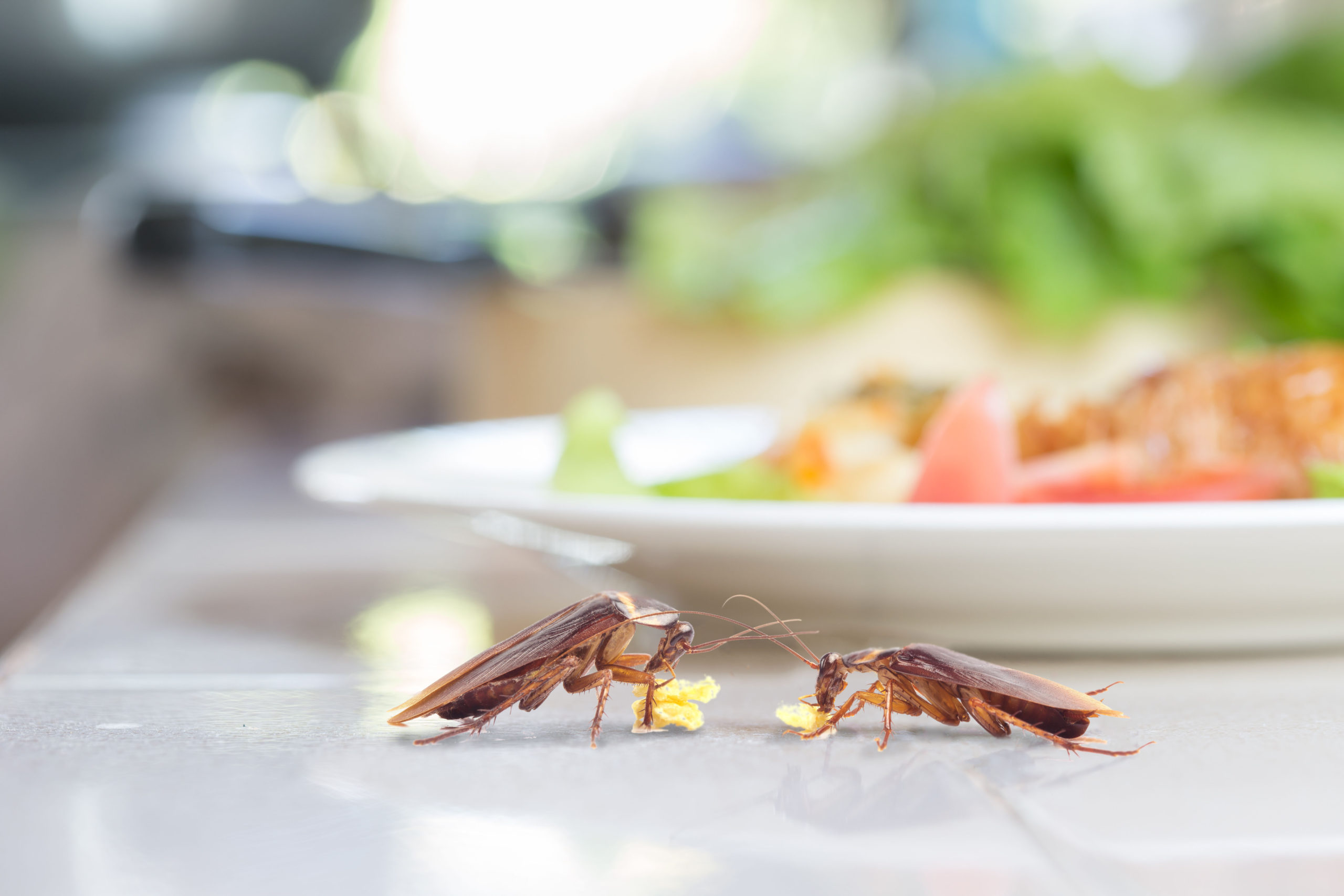 whats bugging roaches scaled What’s Bugging You? : The 5 Most Difficult Pests to Eliminate