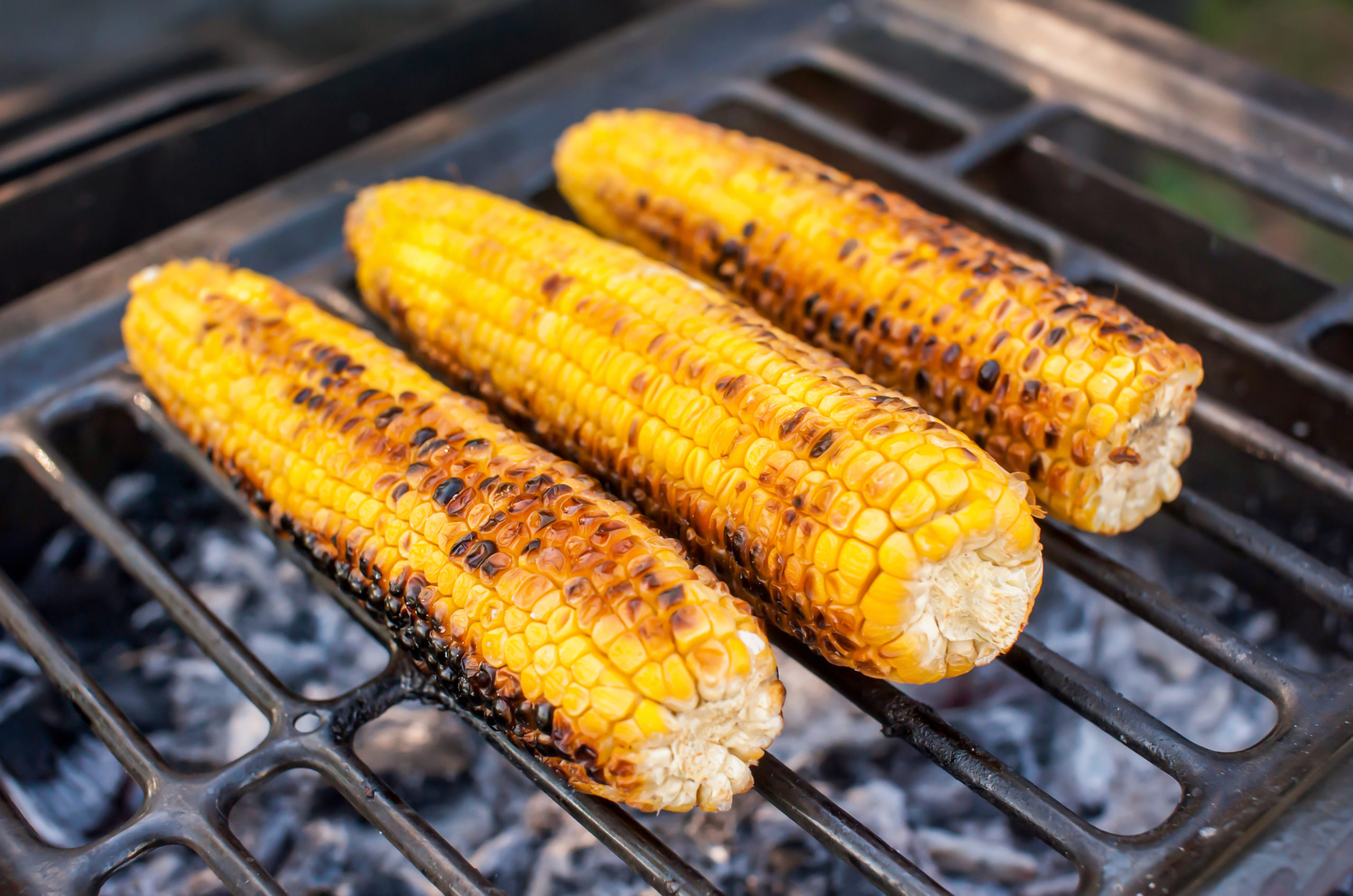 4th corn on the cob scaled What If Pests Had a Favorite Fourth of July Food?