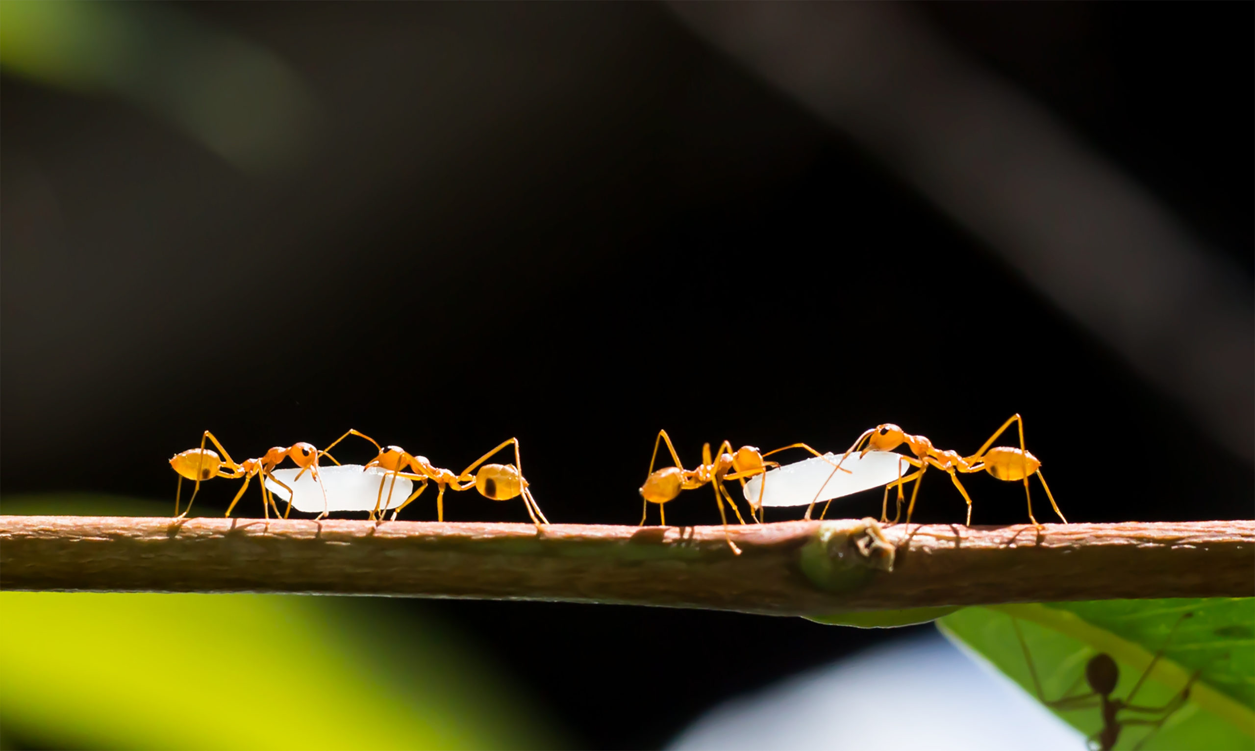 cartoon 1 ants scaled 4 Pest Cartoon Stereotypes - The Classics