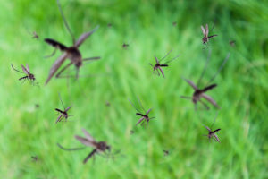 cartoon 2 cover Many,Mosquitoes,Fly,Over,Green,Grass,Field