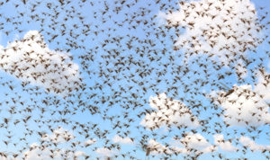 cartoon 2 cover real Migratory,Locust,Swarm.,Locusta,Migratoria.,Acrididae.,Oedipodinae.,Agriculture,And,Pest