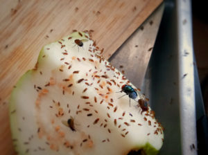 fruit flies cover Fruit,Fly,And,Fly,On,The,Fruit,,Blurry,And,Selective