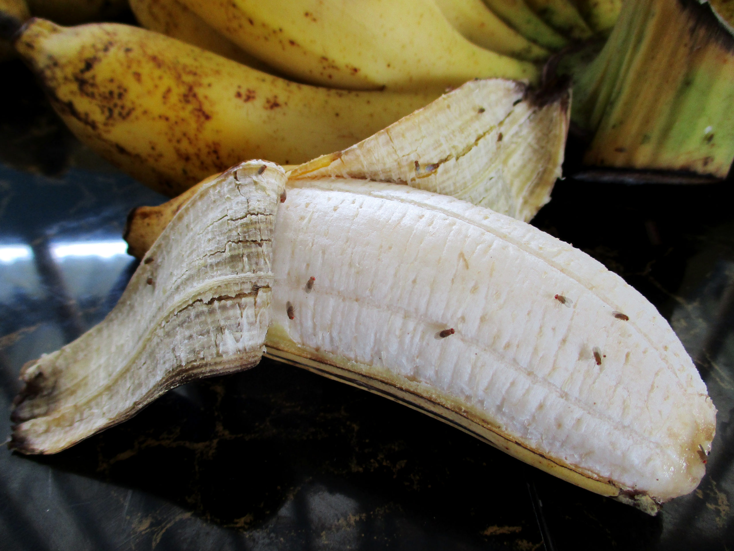 fruit flies invade scaled Why Do Fruit Flies Love Our Kitchens?