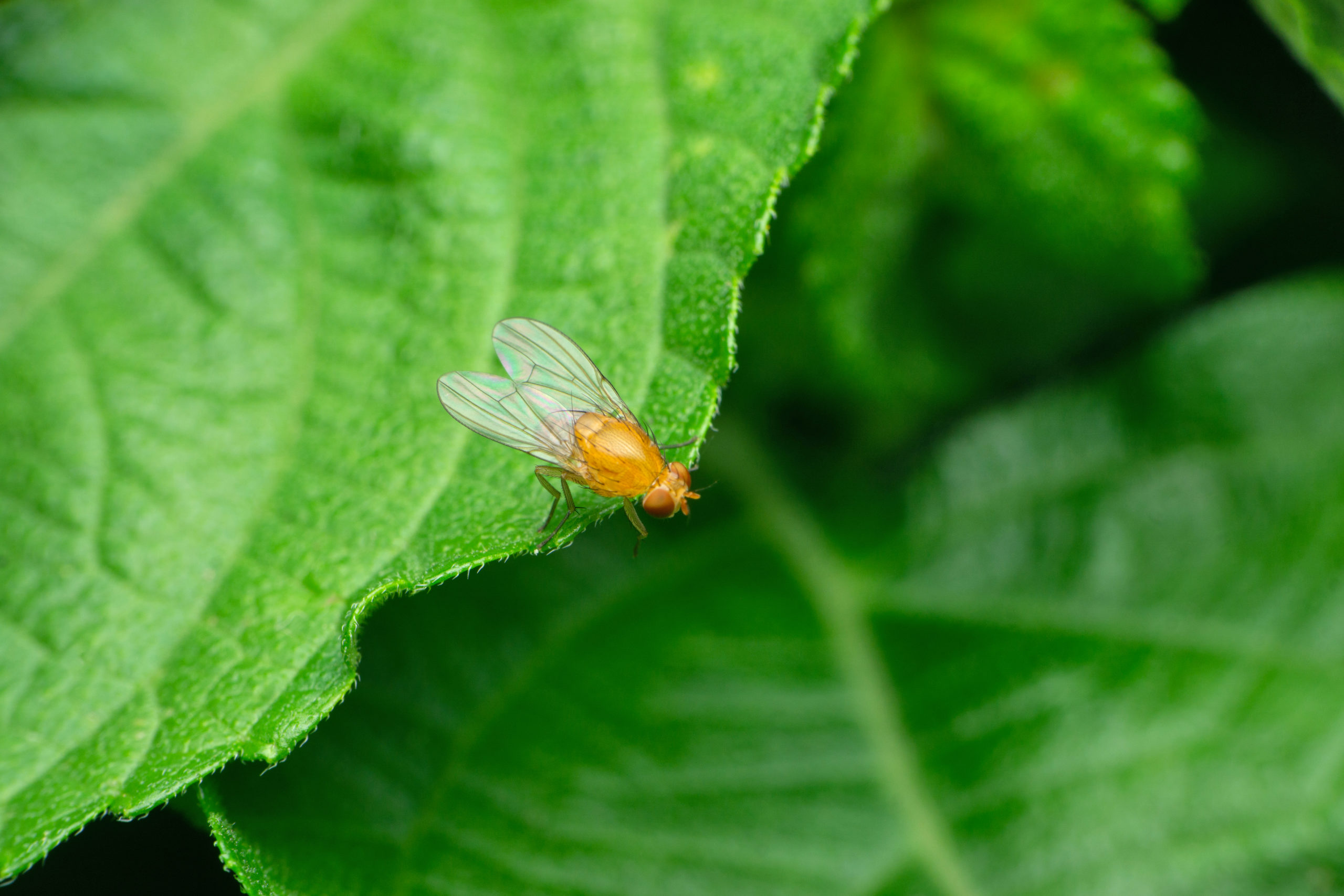 fruit flies prevent scaled Why Do Fruit Flies Love Our Kitchens?