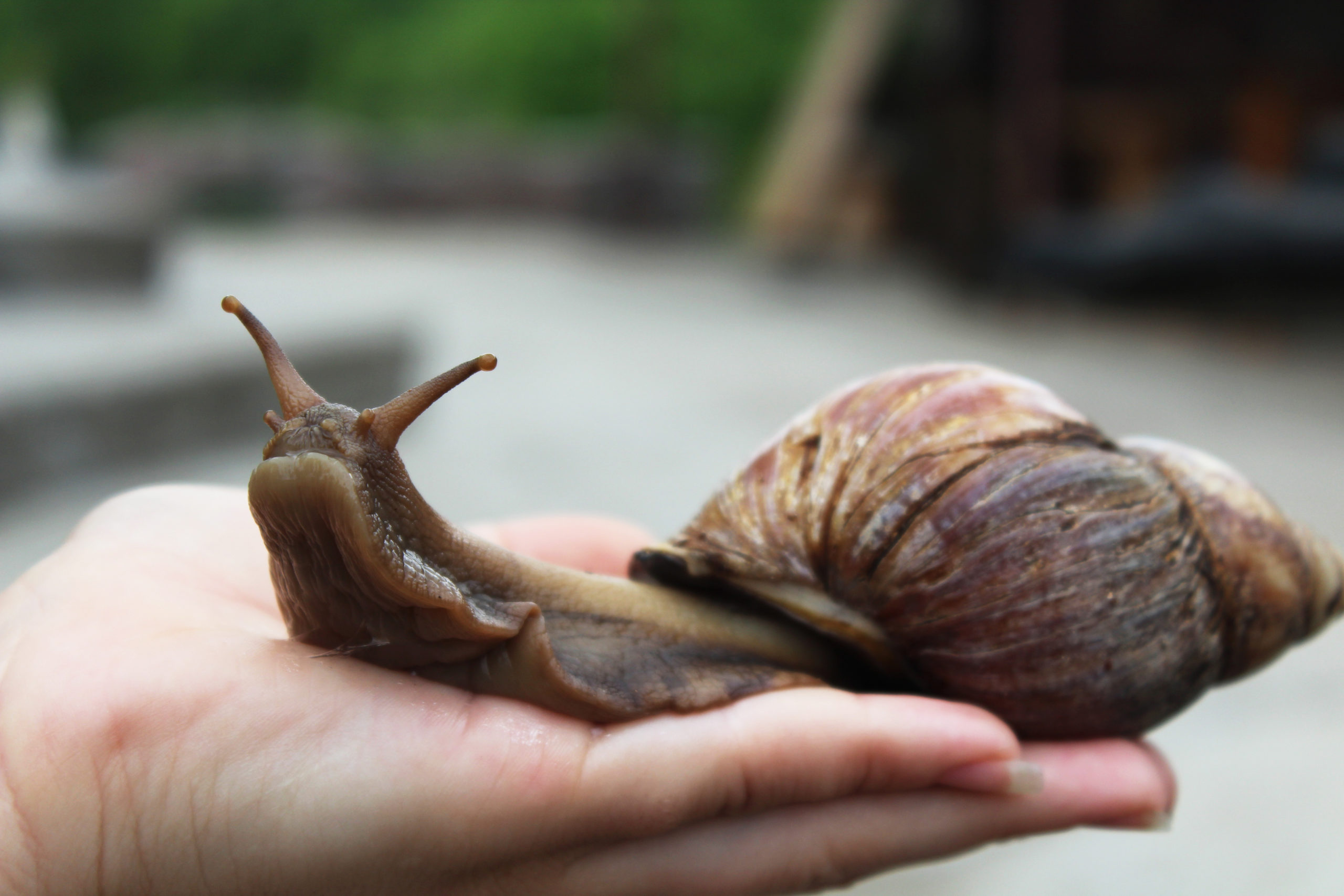 Giant African Land Snail. Ахатиниды. Поинт улитка. Улитка на клубнике.