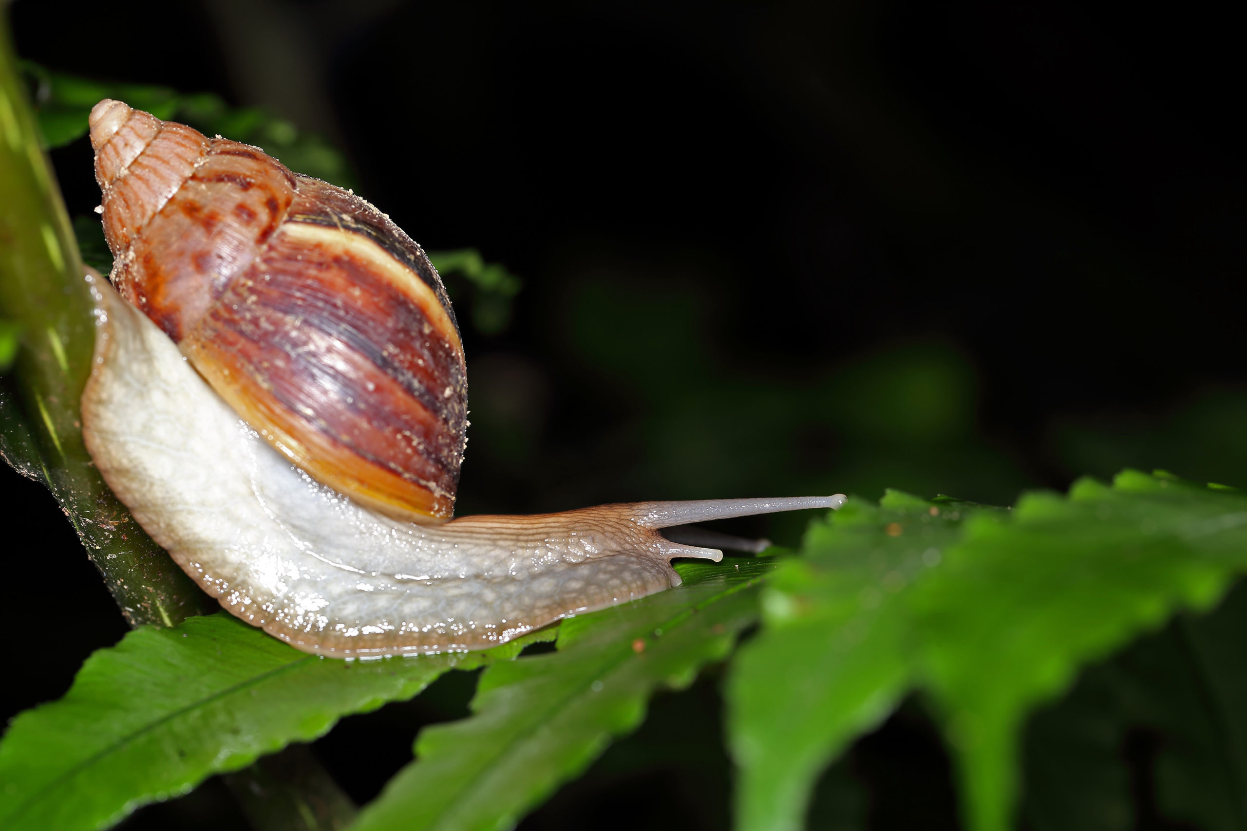 giant snails diet scaled Invasion of the Giant African Land Snails!