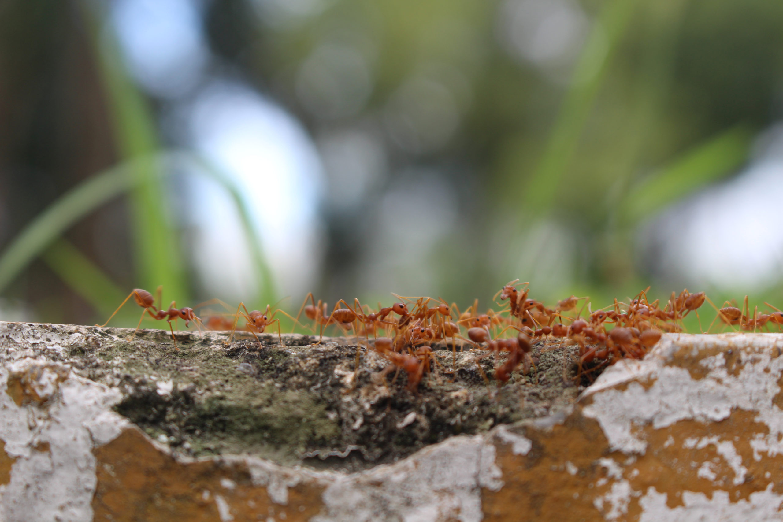 picnic fire ants scaled The 5 Worst Picnic Pests